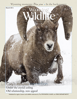 Wyoming Wildlife