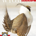 The cover of the April issue of the Wyoming Wildlife Views magazine features a closeup of a Greater sage-grouse, a brown and white but majestically plumed bird that is the largest grouse in North America