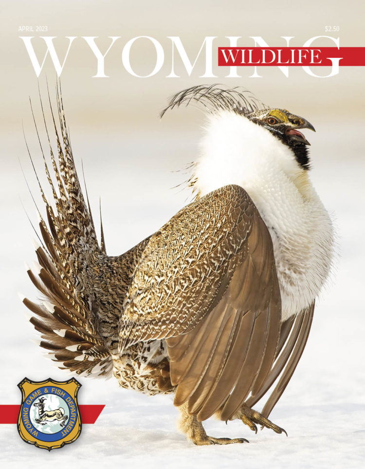 The cover of the April issue of the Wyoming Wildlife Views magazine features a closeup of a Greater sage-grouse, a brown and white but majestically plumed bird that is the largest grouse in North America