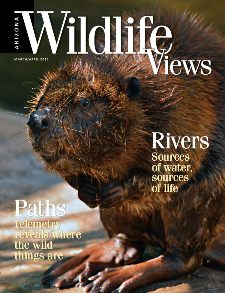 cover of Arizona Wildlife Views March/April 2015