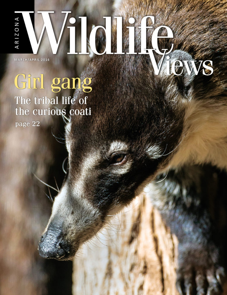 cover of Arizona Wildlife Views magazine