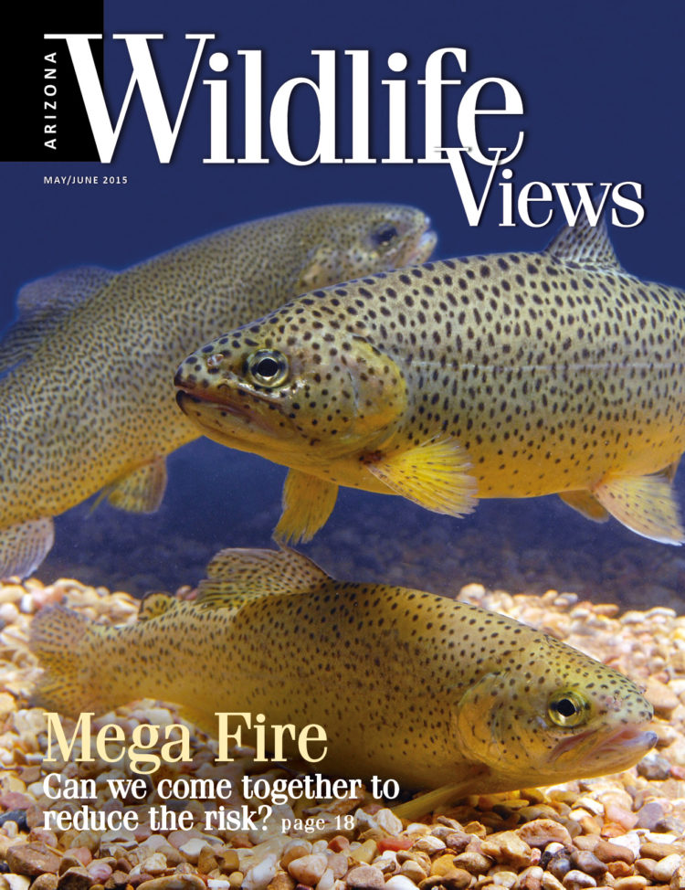 cover of Arizona Wildlife Views May/June 2015