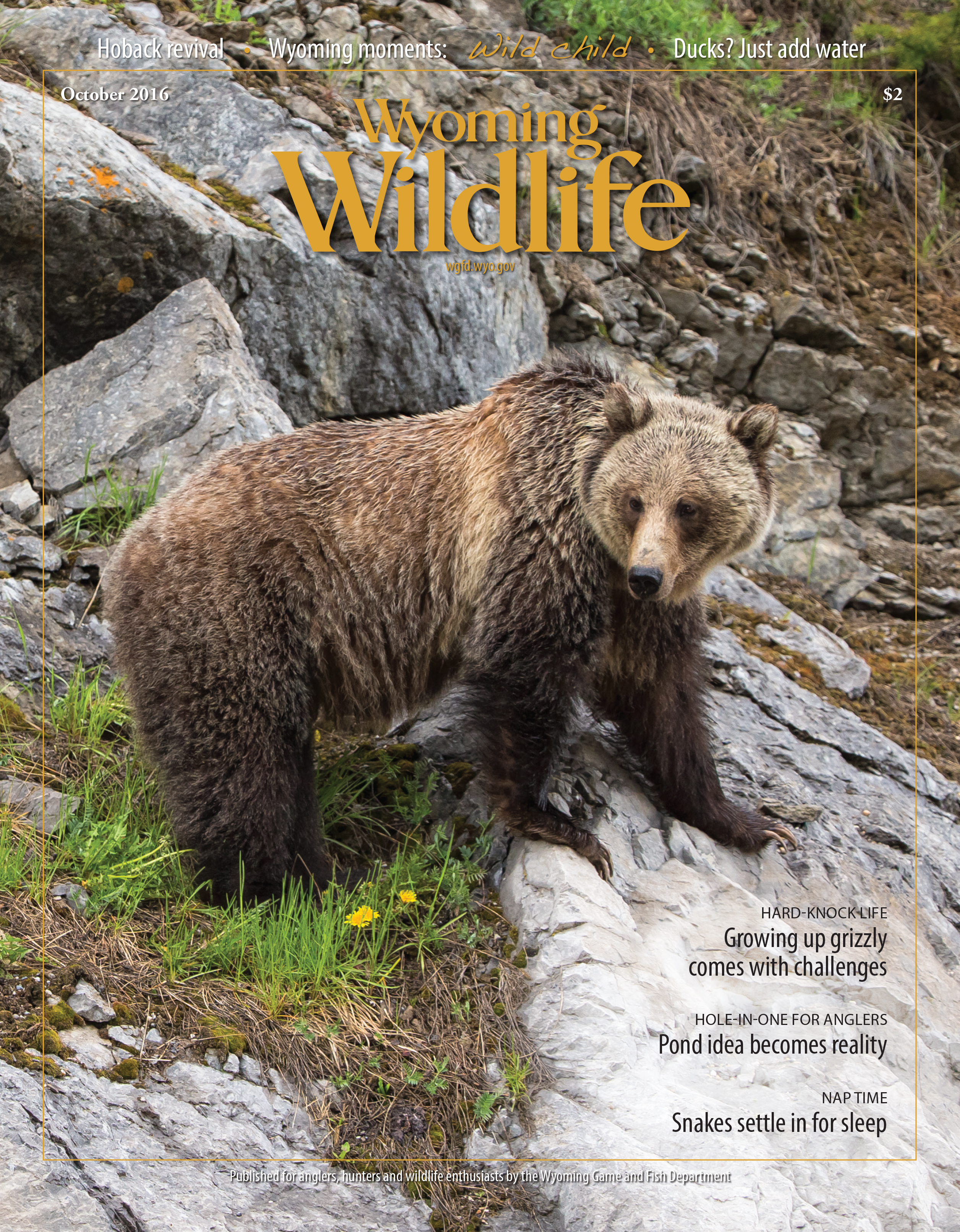 Wyoming Wildlife