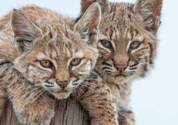 Wyoming Wildlife