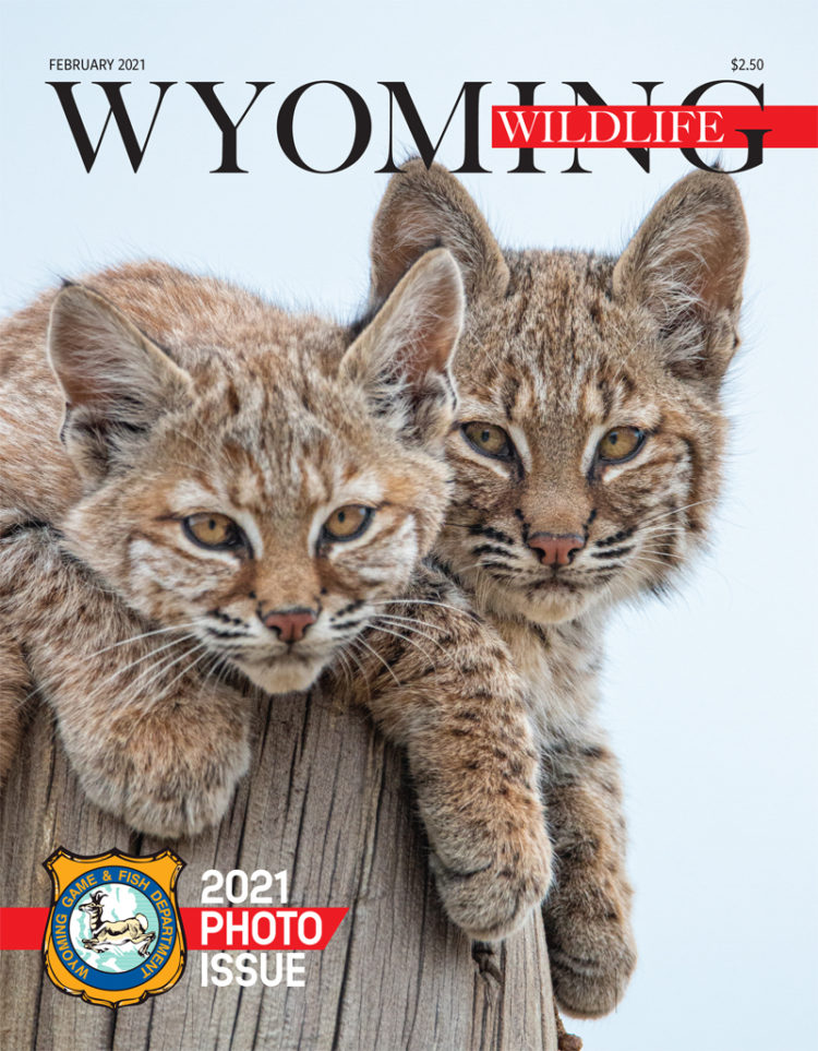 Wyoming Wildlife