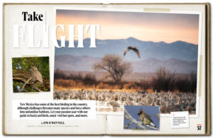 A collection of photos of birds against an Arizona nature backdrop