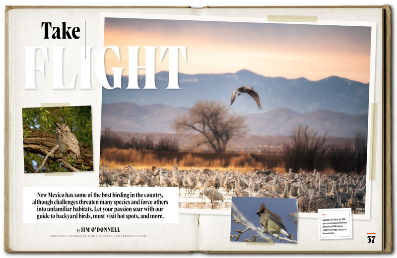 A collection of photos of birds against an New Mexico nature backdrop