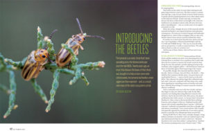 A photo of two brightly coloured insects with the headline Introducing the Beetles