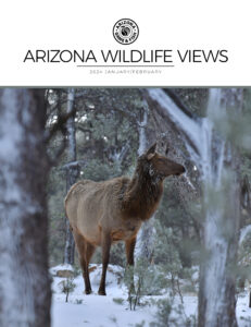 The cover of Arizona Wildlife Views magazine January 2024 featuring a moose in a forest setting.
